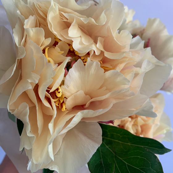 5.21.25 Wildly Peony Workshop x Aimee Mower-Lally