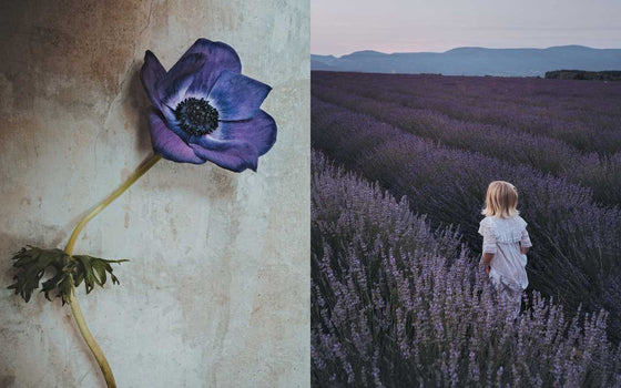 Flowers of Provence by Jamie Beck