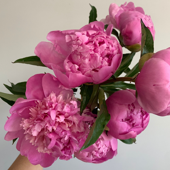 5.21.25 Wildly Peony Workshop x Aimee Mower-Lally