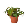 PHILODENDRON VELVET 4-inch