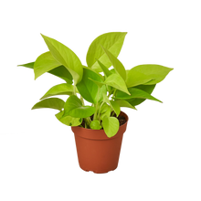  POTHOS NEON 4-inch