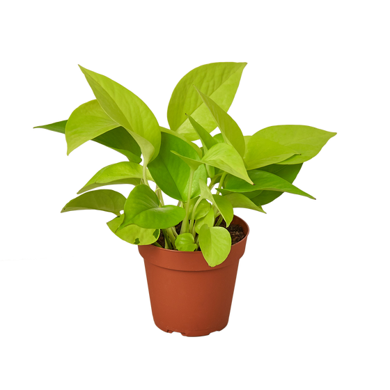 POTHOS NEON 4-inch