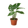 MONSTERA SWISS CHEESE 4-inch