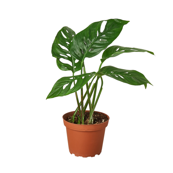 MONSTERA SWISS CHEESE 4-inch