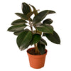 FICUS BURGUNDY 6-inch