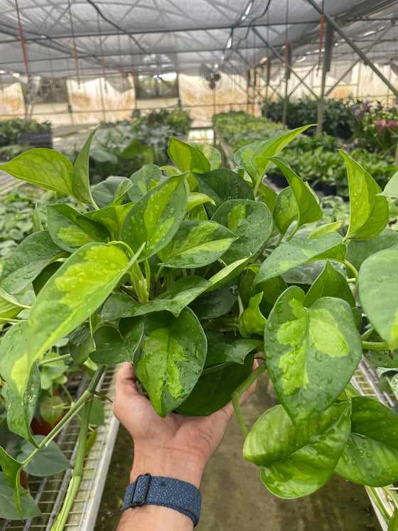 Pothos ‘Global Green’ 6-inch