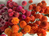 9.18.25 Autumn Equinox Flower Workshop featuring Dahlias