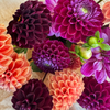 Dahlia Bunch