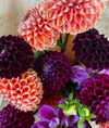 Dahlia Bunch