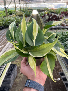  Philodendron 'Silver Stripe'- 4" Pot