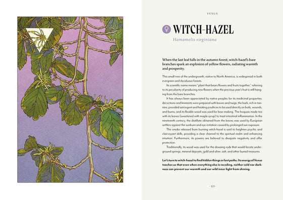 Plant Magic by Anastasia Mostacci