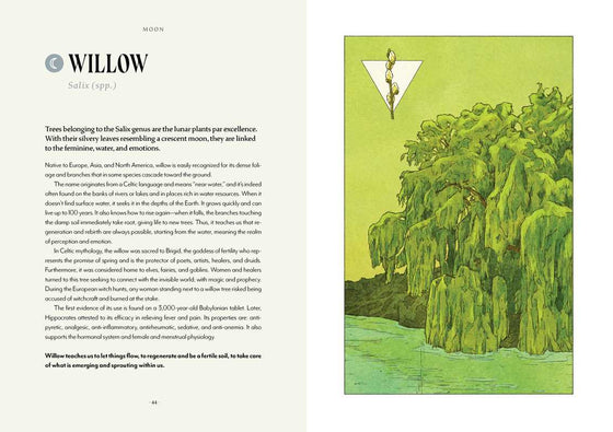 Plant Magic by Anastasia Mostacci