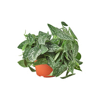  POTHOS SATIN 6-inch