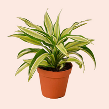  Dracaena Malaika