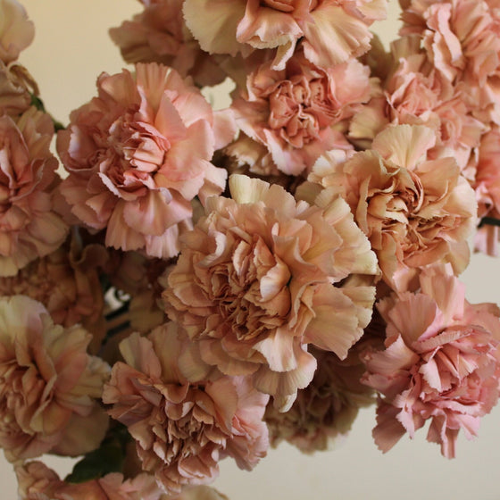 Carns are Cool! The Carnation Only Bouquet