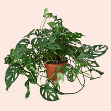  Monstera Swiss Cheese