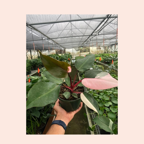 Philodendron Pink Princess